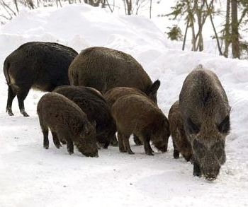 مجموعة من الخنازير البرية في أحراج شانوح