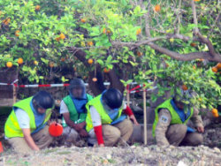 عاملات في فريق ماغ ينظفن حقل زراعي من القنابل العنقودية