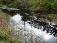 زيبار الزيتون والصرف الصحي تنتشر في مجرى النهر