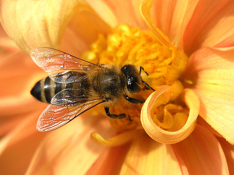 لغز اختفاء النحل يهدّد مصير البشرية