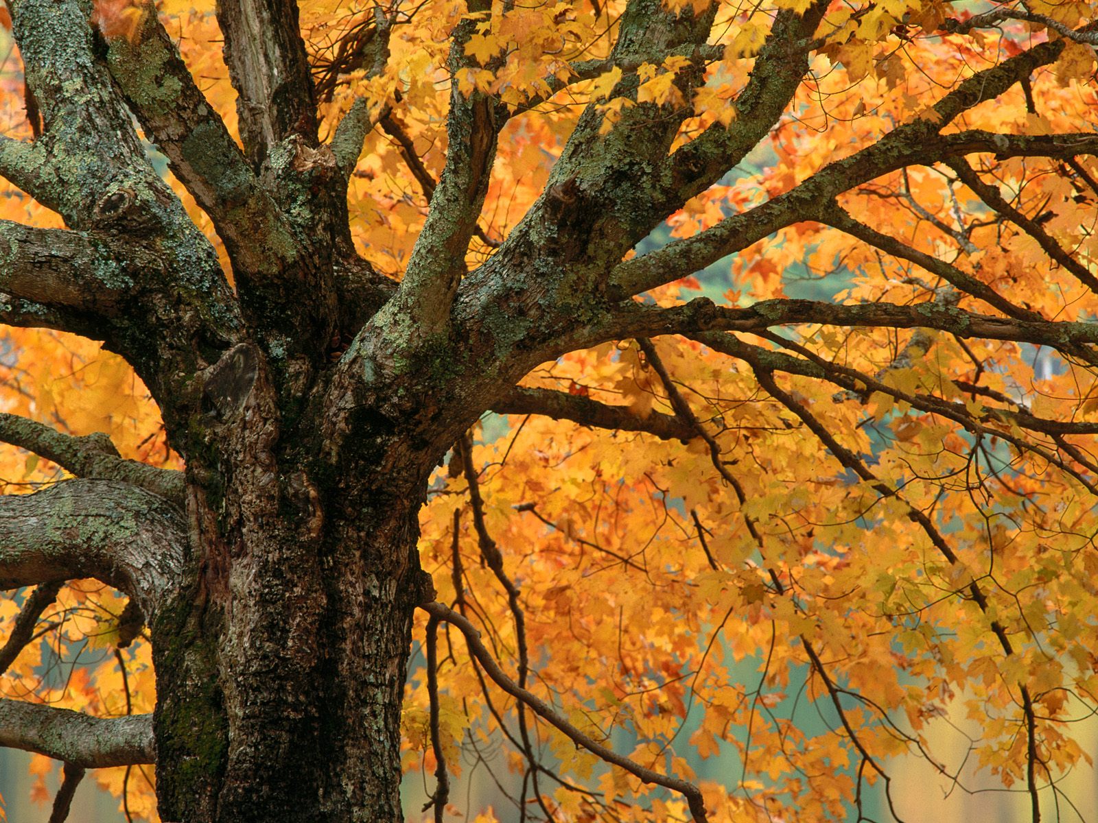 مع قدوم فصل الخريف مَالَ لون الشجرة إلى الأحمر