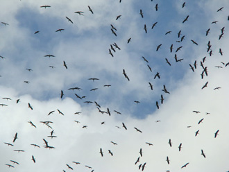 اسراب البجع وغيرها من الطيور المهاجرة تستمر برحلتها من الجنوب الى الشمال
