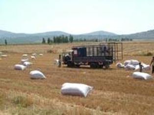 إنتاج القمح في الحقل قبل نقله