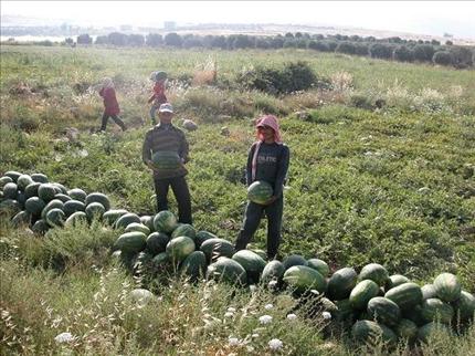 يجمعون البطيخ في سهول المجيدية(طارق أبو حمدان)