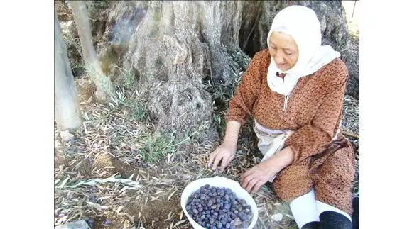 تنقّي الزيتون في بلدة كفرشوبا عند جذع شجرة معمّرة (طارق أبو حمدان)