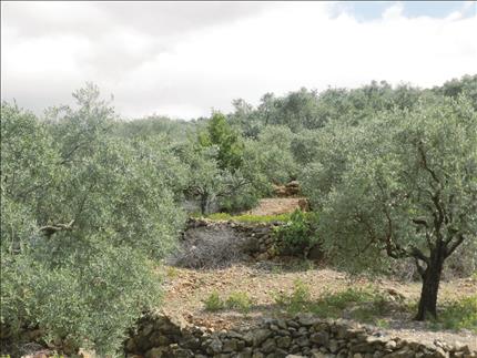 أشجار زيتون تساقط زهرها في حاصبيا (طارق أبو حمدان)