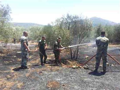 عناصرالجيش يخمدون حريقاً اندلع في حقول الزيتون في خراج بلدة القليعة