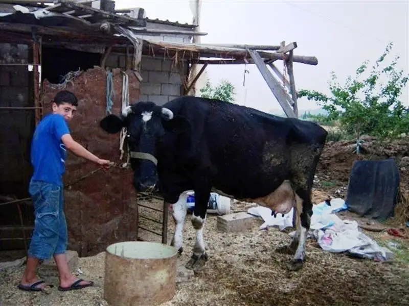 تكاثر الأوبئة والأمراض وغياب الدعم يمنعان تطوير مزارع الأبقار في لبنان (نجلة حمود)