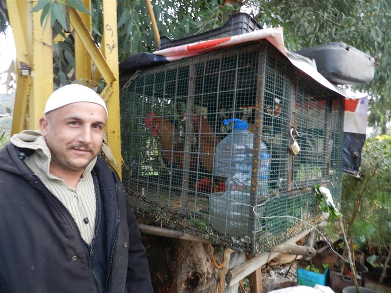قفص لعرض الدجاج البلدي للبيع (طارق ابو حمدان)