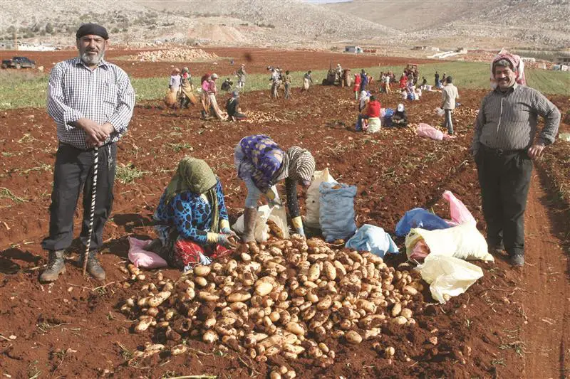 مزارعو البطاطا في مأزق حقيقي مع منع التصدير الى سوريا (شوقي الحاج)