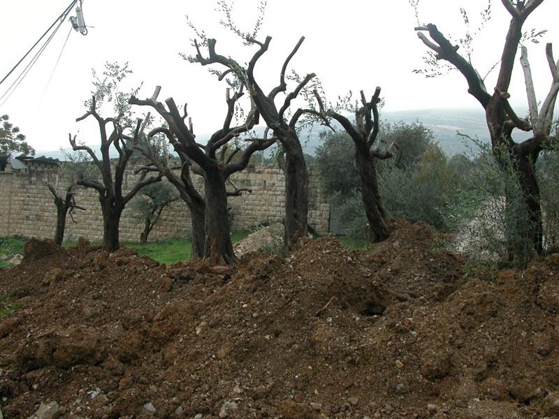 أشجار زيتون معروضة للبيع في حاصبيا (طارق أبو حمدان)