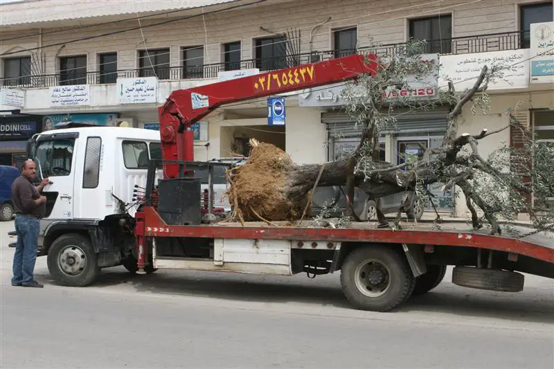 أثناء نقل شجرة زيتون معمرة بهدف بيعها في راشيا (شوقي الحاج)