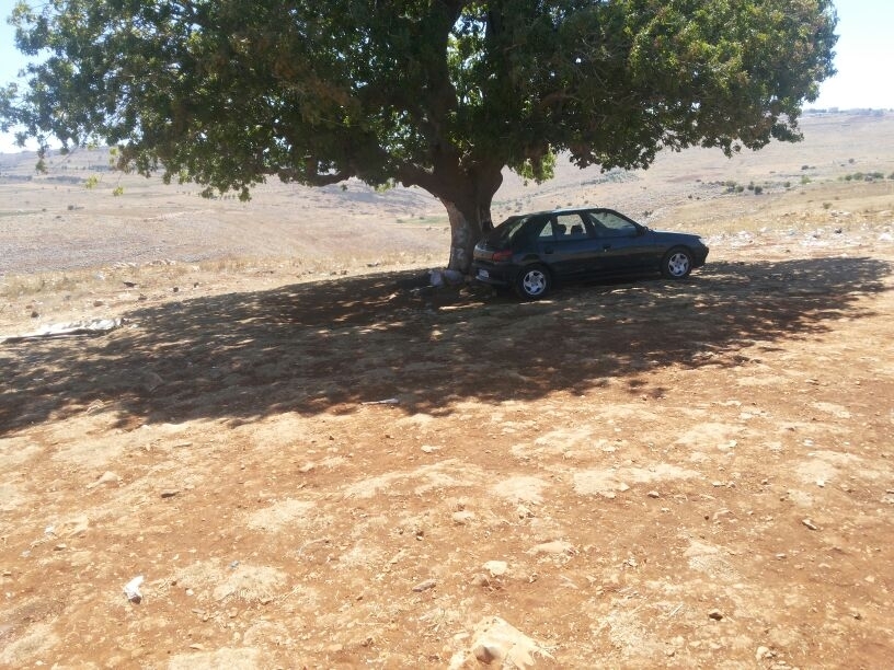 جثة هزيمة تحت الشجرة وبجانبها سيارته