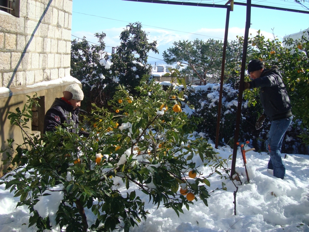 مواطنان يزيلان الثلج المتركم على الاشجار