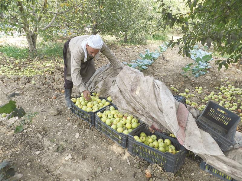 يجمع التفاح المتساقط على الأرض (طارق ابو حمدان)