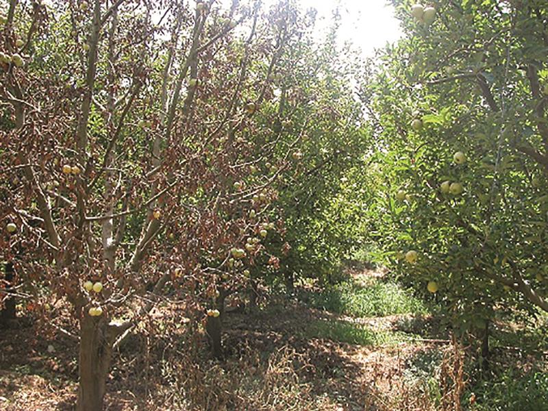 بداية يباس في أشجار التفاح (طارق ابو حمدان)
