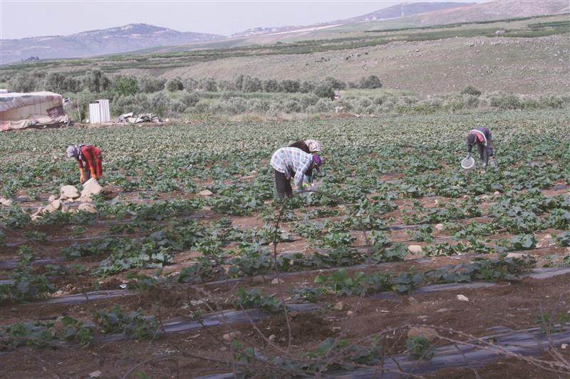جراء النقص في اليد العاملة في القرى الحدودية: الإجراءات تهدد بضرب المشاريع الزراعية - أرشيف (طارق ابو حمدان)