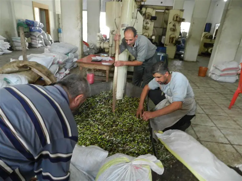 اكثرية الورش العاملة في قطف الزيتون، هي من النازحين السوريين