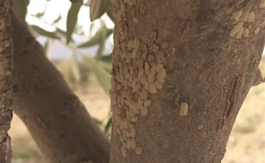 حشرات المرض تغطي جذع شجرة زيتون («السفير«)