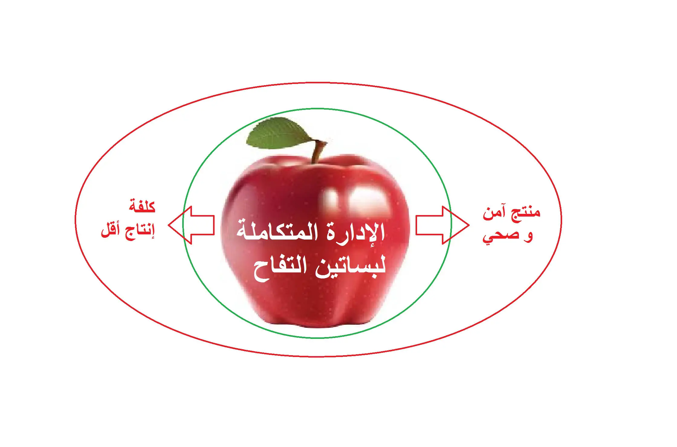 تحسين القدرة التنافسية للتفاح اللبناني