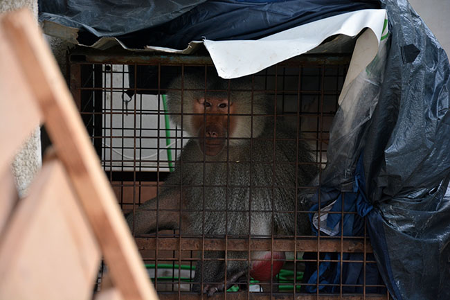 ينتظر البابون مسعود، في قفصه في منطقة الحوش قرب مدينة صور، ترحيله من لبنان