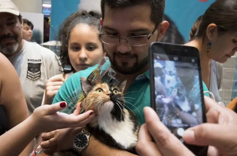 قطة يحملها صاحبها خلال المعرض الدولي للقطط في سان خوسيه بكوستاريكا في 13 ك1 2018 (أ ف ب)