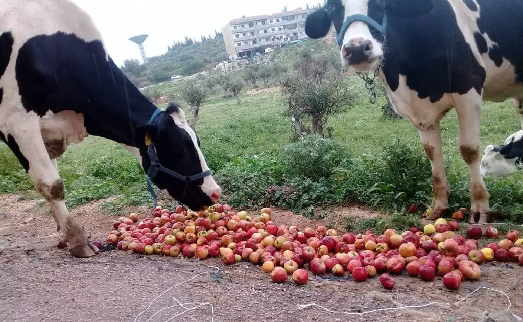 التفاح علف للأبقار