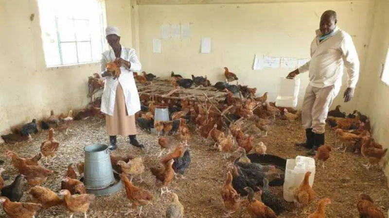فيروس كورونا في كينيا حوّلت مباني المدارس إلى أقفاص للدجاج