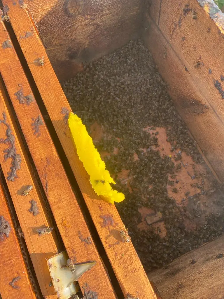 مجازر في قفران النحل جرّاء التسمم بالمبيدات الزراعية