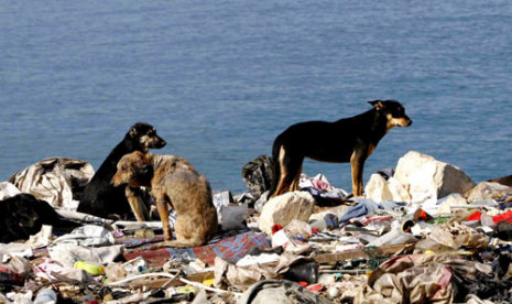 ثلاثة كلاب تتربع على قمة جبل النفايات في صيدا - أرشيف