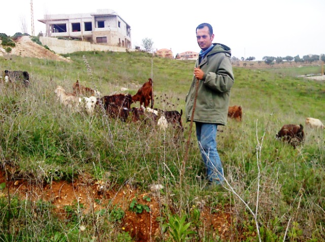 محمد سويد مع قطيع الماعز بالقرب من نبع المسيل في الخيام