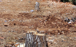   قطع الاشجار يحتاج إلى موافقة وزير الزراعة والبلدية