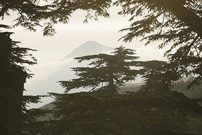 غابة الأرز من أجمل الأماكن السياحية الطبيعية في شمال لبنان