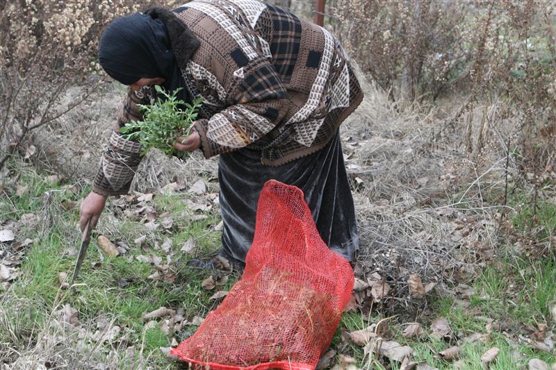 أم مسعود تبحث عن حشائشها في المنصورة البقاعية (شوقي الحاج)