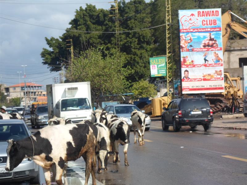 أبقار البردان تعاكس السيارات في صور (حسين سعد)