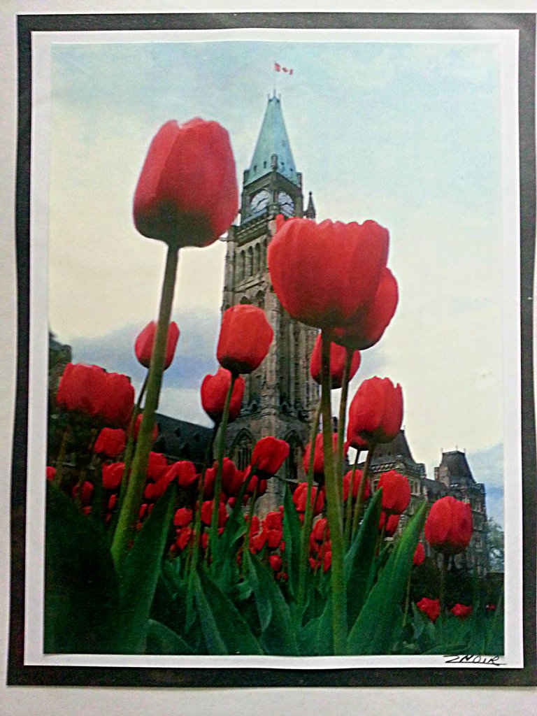  قبة مبنى البرلمان الكندي في العاصمة أوتاوا مزينة بزهور التوليب الحمراء