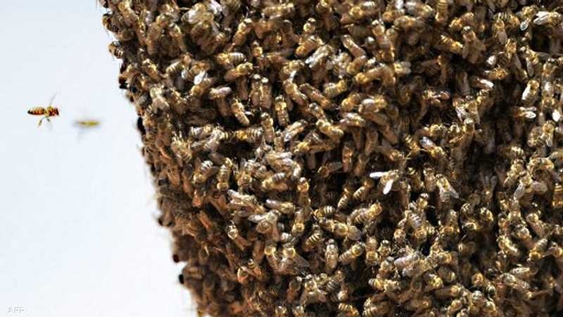 اختفاء النحل في المغرب مؤخرا يثير قلقا متزايدا