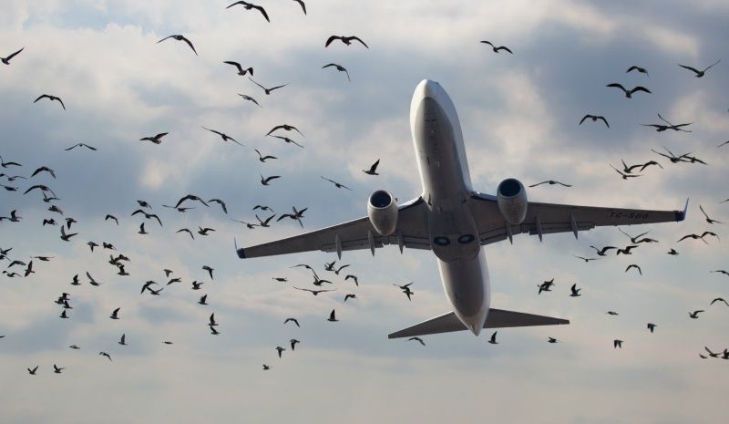 الطيور في محيط مطار بيروت.. يجذبهم مكبّ النفايات على شاطئ خلدة 