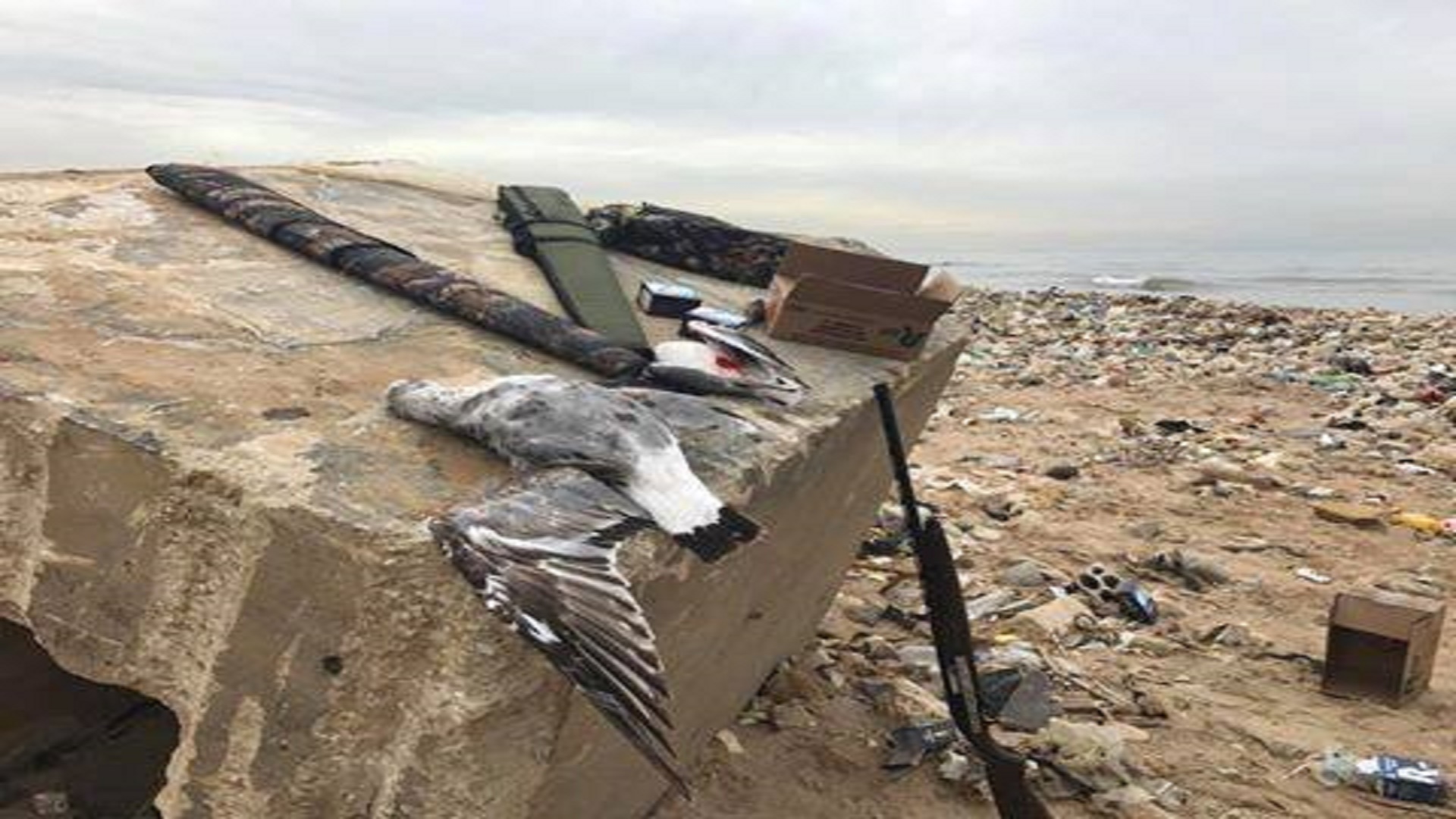 عملية قتل جائرة كانت تتم للطيور البحرية على شاطئ خلدة، حيث كان يجذبهم مكبّ النفايات