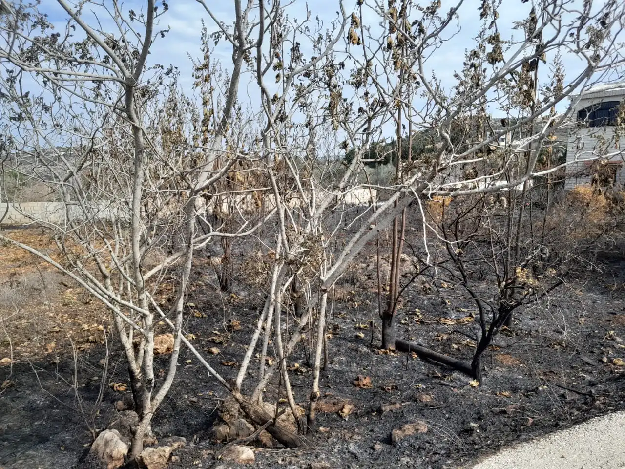 الأشجار المحترقة مشهد يتكرّر في معظم القرى الحدودية
