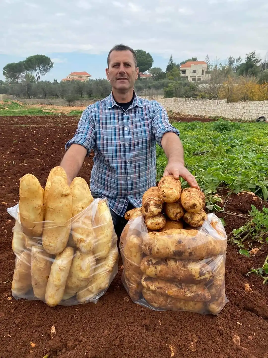 الأستاذ الجامعي عباس بشروش متباهياً بإنتاجه من البطاطا (الصورة كامل وهبي)