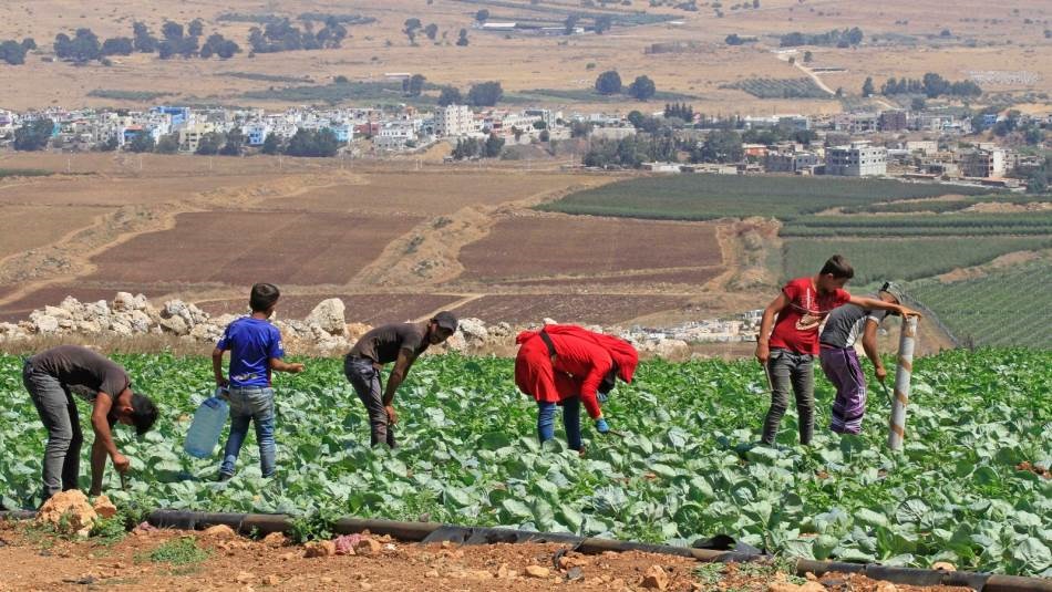 تعاني الزراعة اللبنانية من منافسة المنتجات المستورَدة والمهرَّبة (Getty)