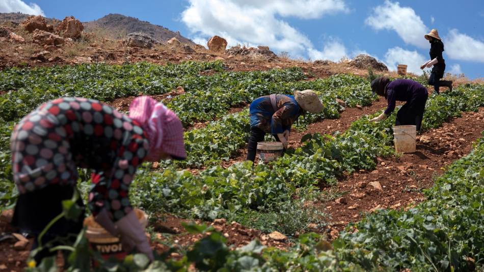 كلفة اليد العاملة الزراعية اللبنانية أعلى بثلاثة أضعاف من اليد العاملة السورية (Getty)