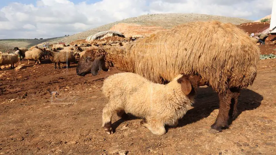 عوامل عديدة ترفع أسعار الأضاحي في لبنان بينها فوضى الأسواق (عزيز طاهر)