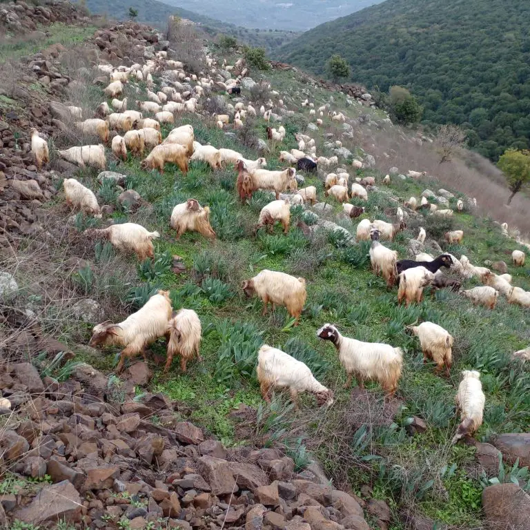 قطعان ماشية في جبل الشيخ