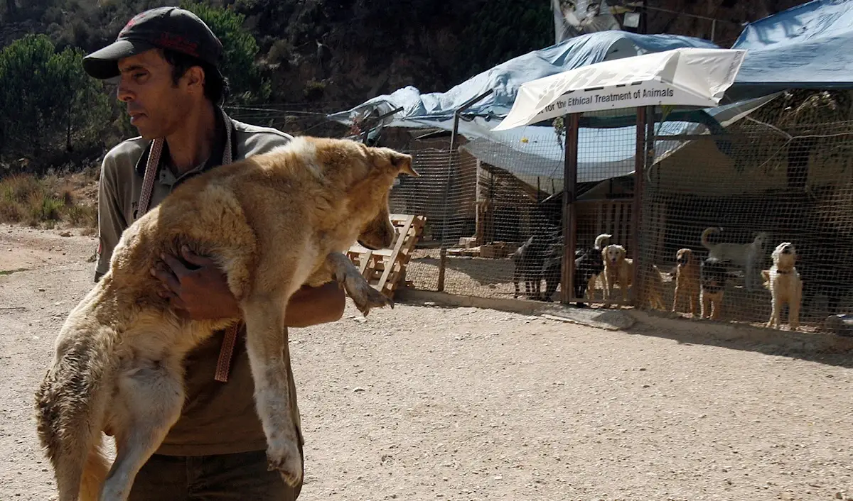دعت بلدية ضهر الصوان المواطنين إلى التعاون عبر الإبلاغ الفوري عن أي حيوان برّي نافق (هيثم الموسوي)