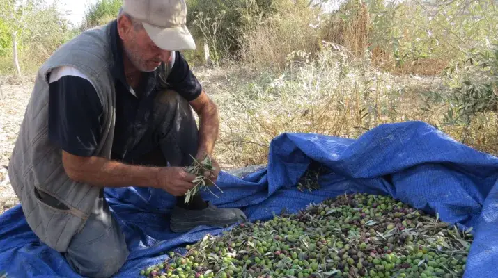 زيتون الجنوب (المدن)