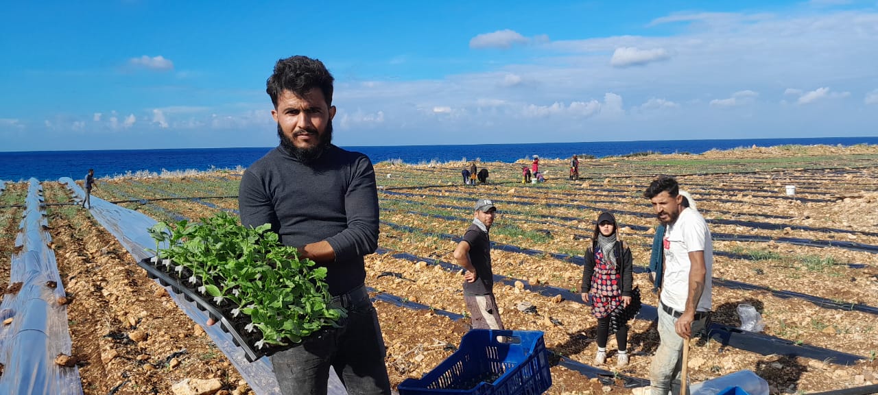 مشاهد لزراعة البطيخ في سهول قرب الناقورة قبل عامين أرقام تكشف حجم الكارثة