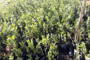إطلاق حملة زراعة اشجار الغار في محمية يحمر الشقيف