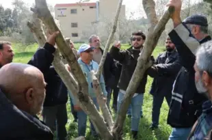تنظيم دورة تدريبية في بلدة الطيبة حول الاهتمام بشجرة الزيتون